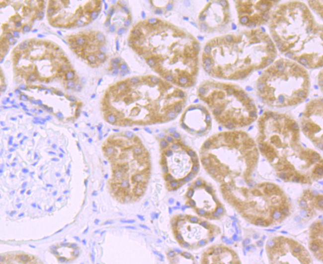 Osteopontin Antibody in Immunohistochemistry (Paraffin) (IHC (P))