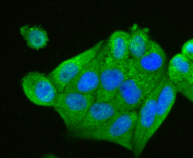 IL-4 Antibody in Immunocytochemistry (ICC/IF)