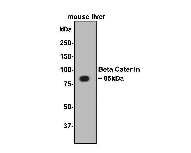 beta Catenin Antibody in Western Blot (WB)