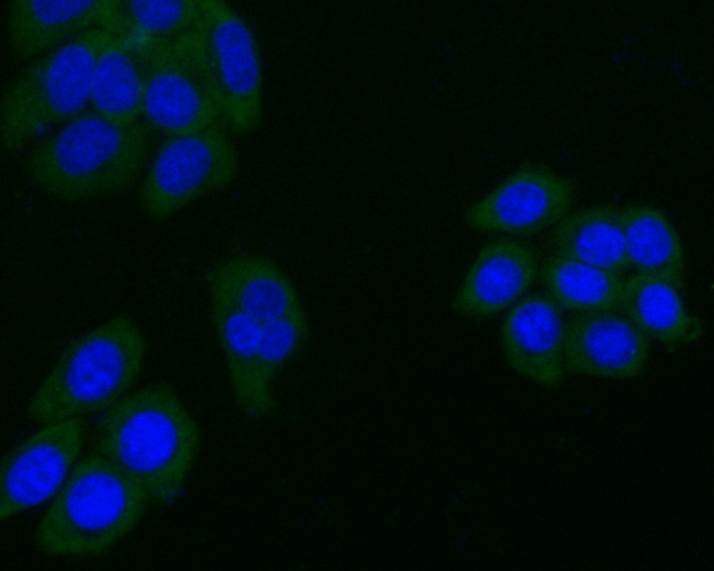 ARF1 Antibody in Immunocytochemistry (ICC/IF)