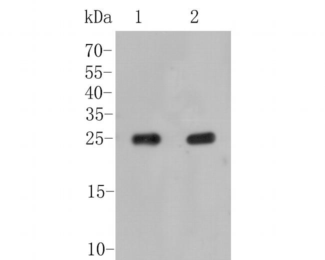 ARF1 Antibody in Western Blot (WB)