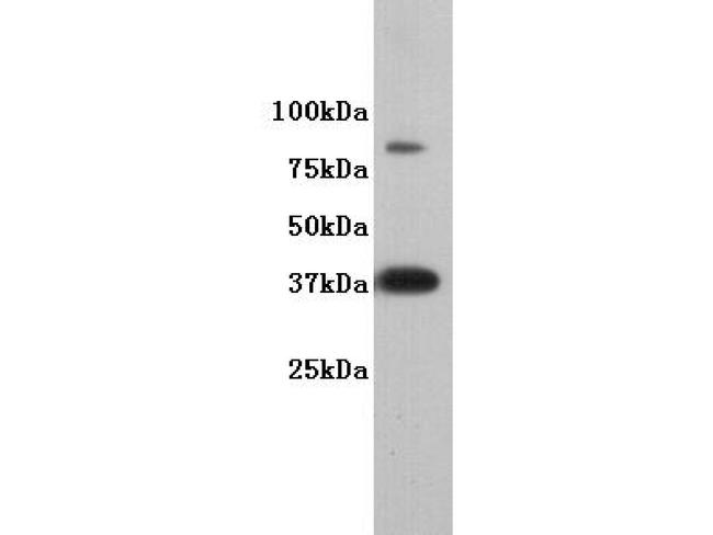 DPPA2 Antibody in Western Blot (WB)