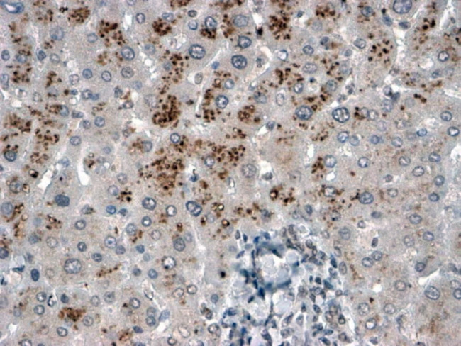 USP15 Antibody in Immunohistochemistry (Paraffin) (IHC (P))