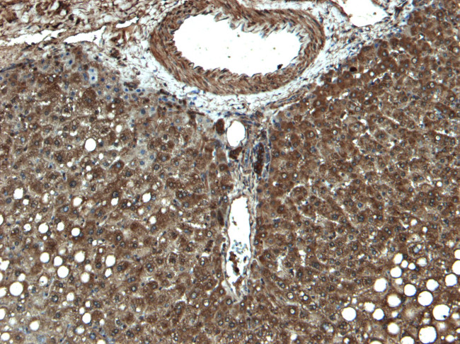 CYP3A4 Antibody in Immunohistochemistry (Paraffin) (IHC (P))