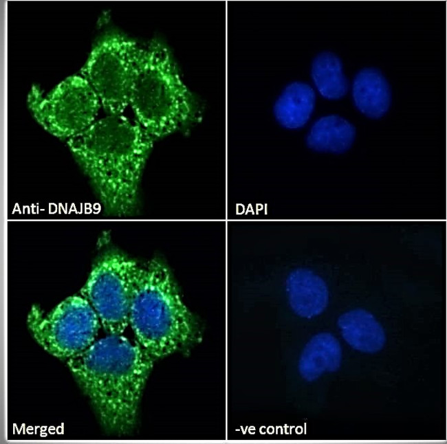 DNAJB9 Antibody in Immunocytochemistry (ICC/IF)