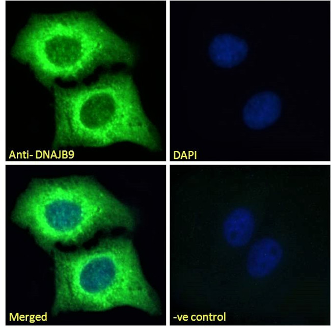 DNAJB9 Antibody in Immunocytochemistry (ICC/IF)