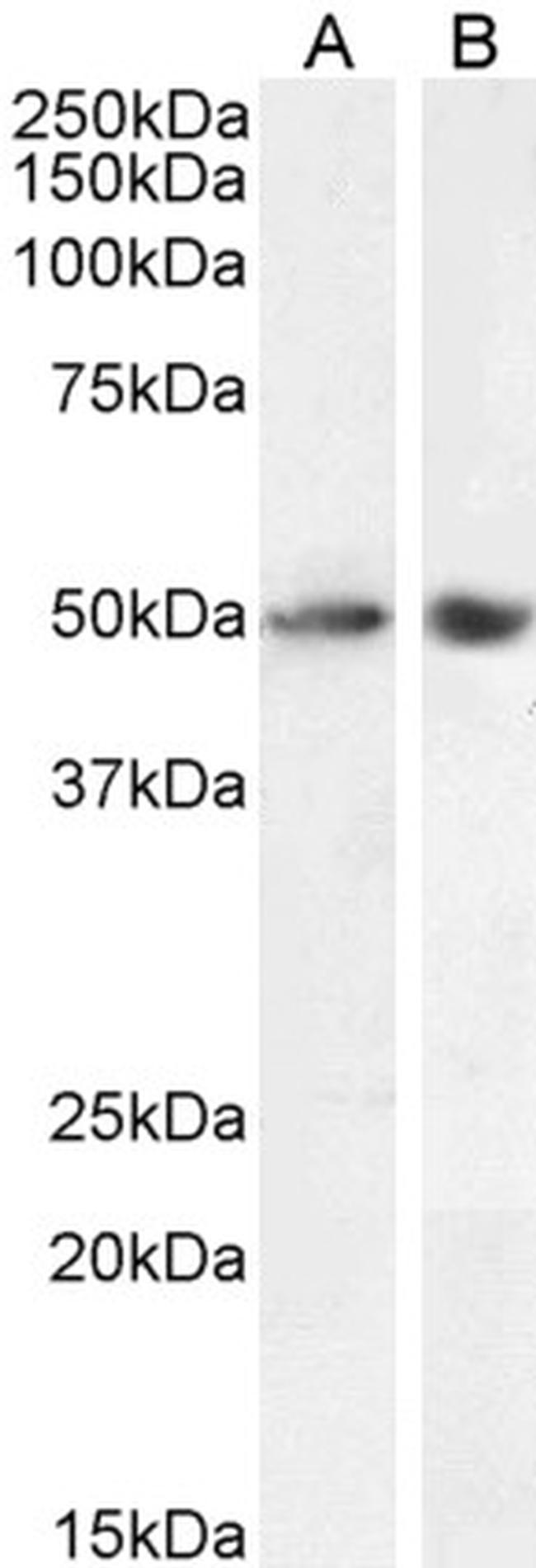 SOX10 Antibody in Western Blot (WB)