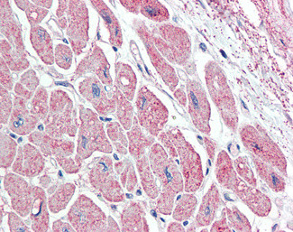 ANP Antibody in Immunohistochemistry (Paraffin) (IHC (P))