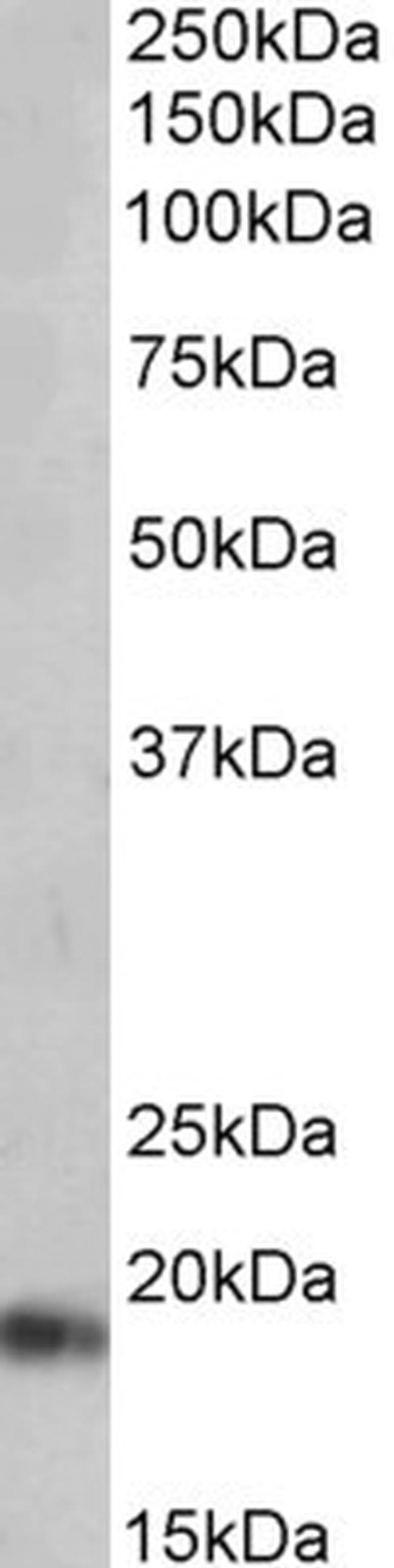 ANP Antibody in Western Blot (WB)