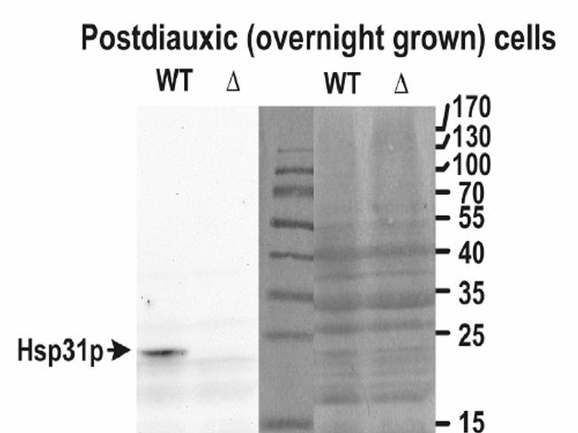 Hsp31p Antibody in Western Blot (WB)