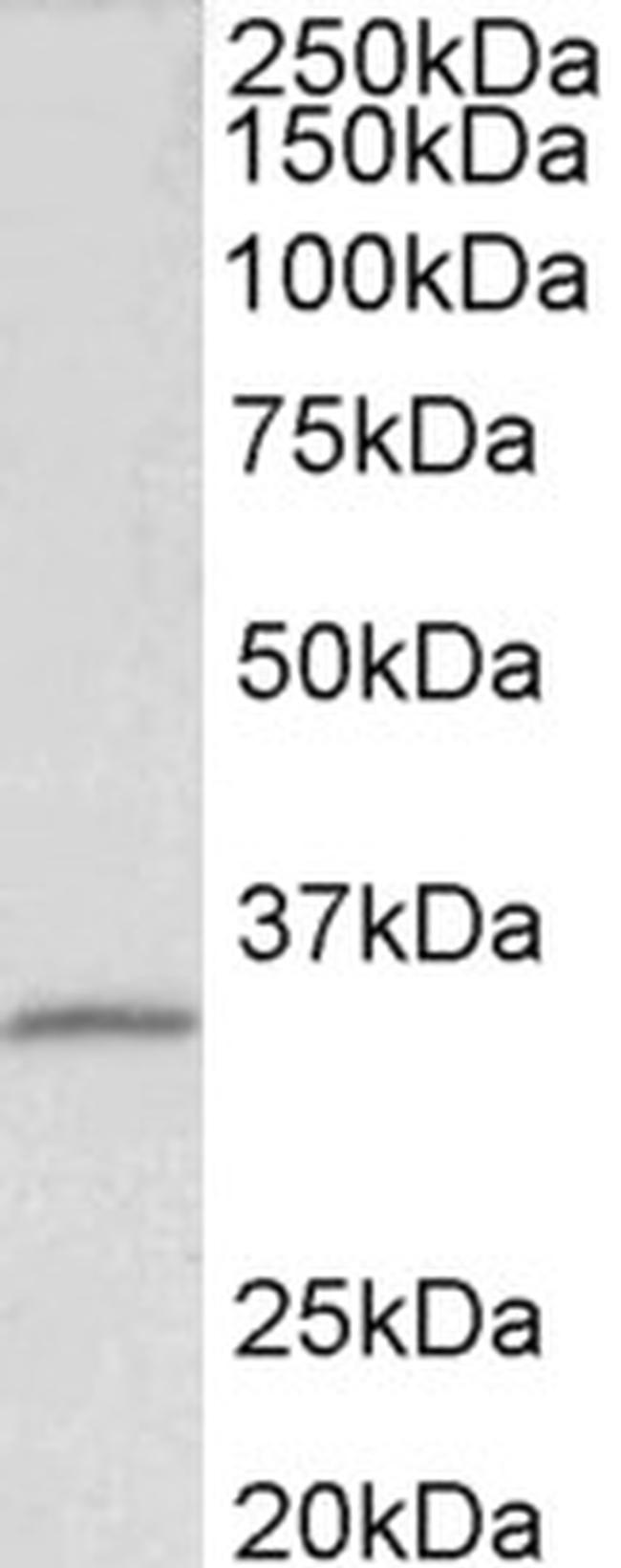 Fibrillarin Antibody in Western Blot (WB)