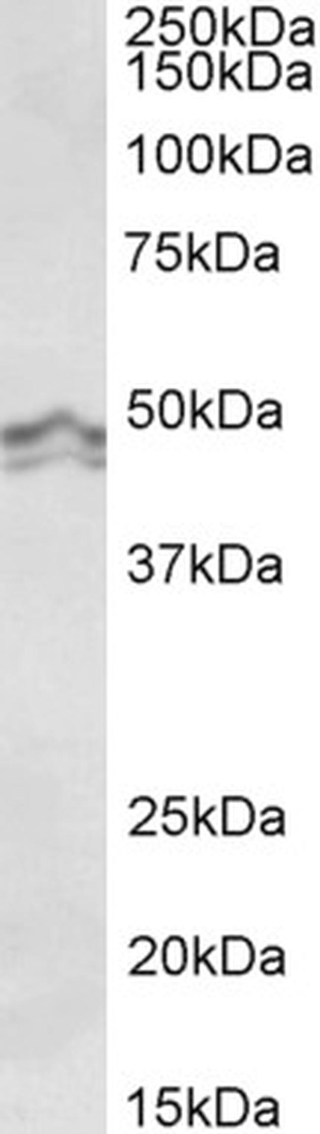 HRH3 Antibody in Western Blot (WB)