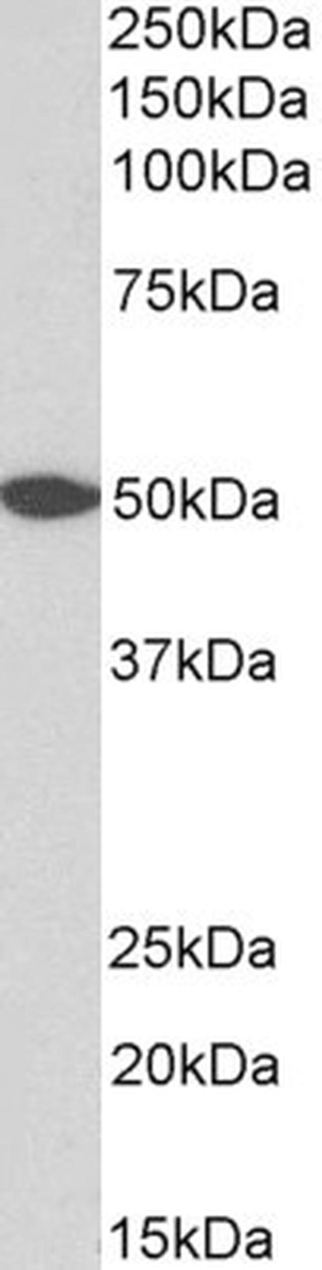 GPR39 Antibody in Western Blot (WB)