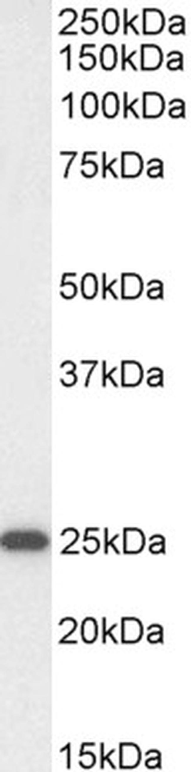 OAZ1 Antibody in Western Blot (WB)