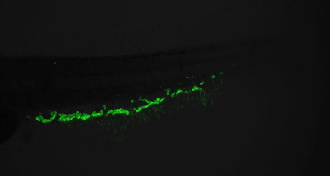 HBAE1 Antibody in Immunohistochemistry (PFA fixed) (IHC (PFA))