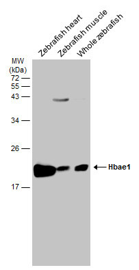 HBAE1 Antibody in Western Blot (WB)