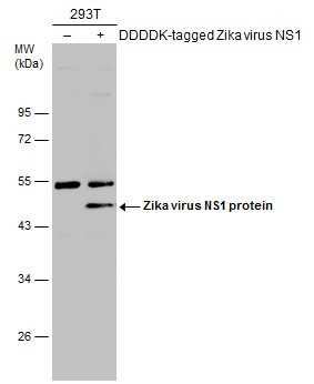 Zika Virus NS1 (strain H/PF/2013) Antibody in Western Blot (WB)