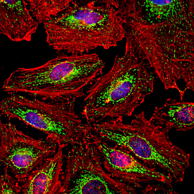 HSP60 Antibody in Immunocytochemistry (ICC/IF)