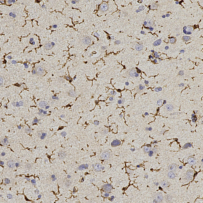 IBA1 Antibody in Immunohistochemistry (Paraffin) (IHC (P))