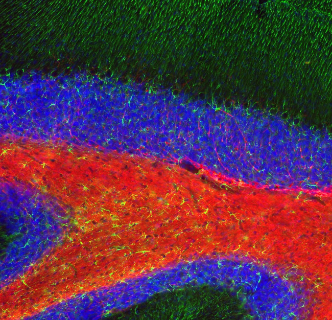 MBP Antibody in Immunohistochemistry (Paraffin) (IHC (P))