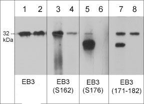 Phospho-MAPRE3 (Ser162) Antibody in Western Blot (WB)