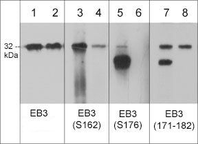 Phospho-MAPRE3 (Ser176) Antibody in Western Blot (WB)