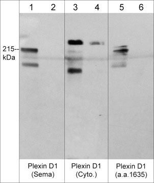 PLXND1 Antibody in Western Blot (WB)