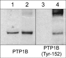 Phospho-PTP1B (Tyr152) Antibody in Western Blot (WB)