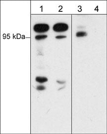 Phospho-A-Raf/B-Raf/C-Raf (Ser446, Ser338, Ser299) Polyclonal Antibody ...