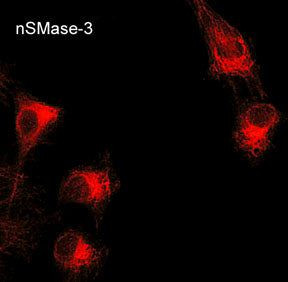 SMPD4 Antibody in Immunocytochemistry (ICC/IF)