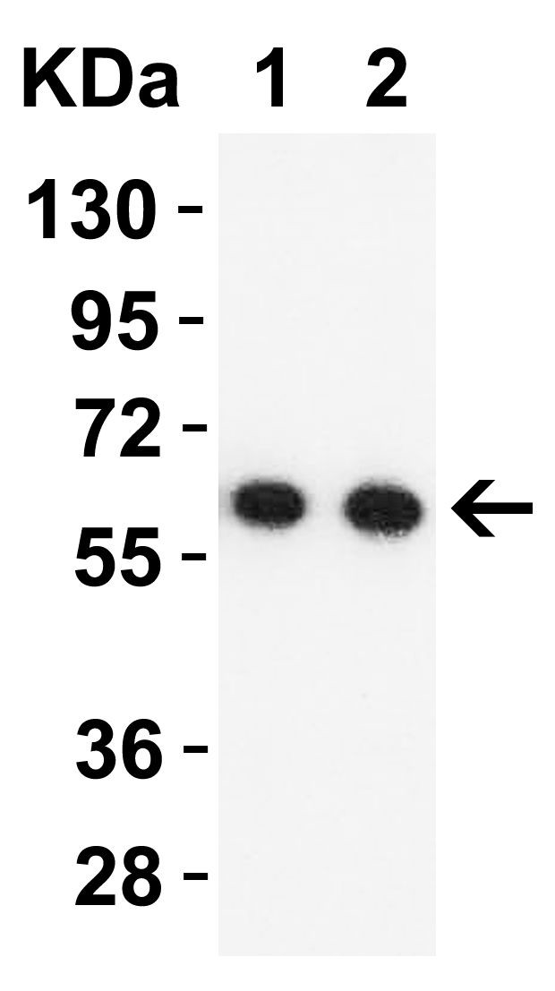 SARS-CoV-2 NSP16 Antibody in Western Blot (WB)