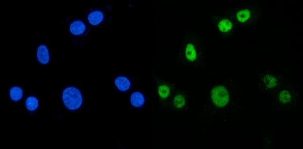 MBNL1 Antibody in Immunocytochemistry (ICC/IF)