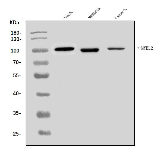 B-Myb Polyclonal Antibody (PA5-143886)