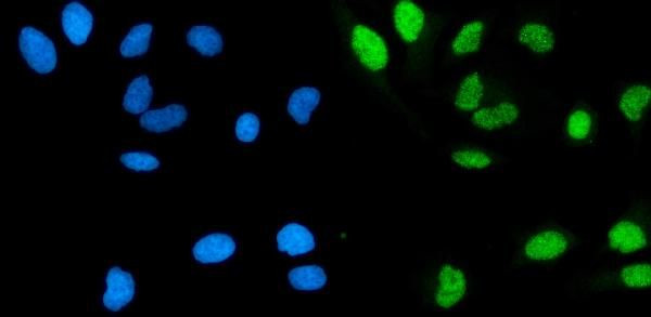 POLA1 Antibody in Immunocytochemistry (ICC/IF)