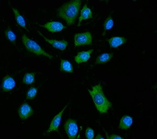 ZBP1 Antibody in Immunocytochemistry (ICC/IF)