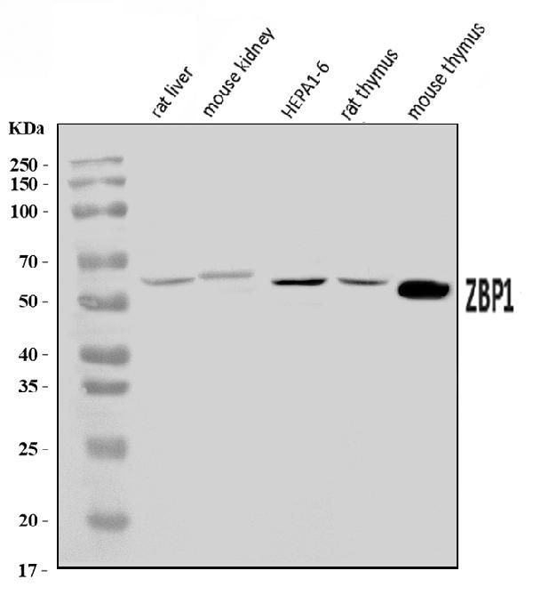 ZBP1 Antibody in Western Blot (WB)