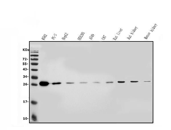 CMBL Antibody in Western Blot (WB)