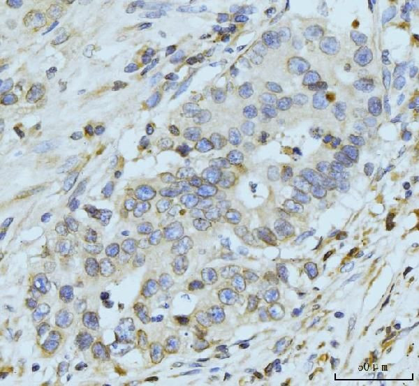 gp210 Antibody in Immunohistochemistry (Paraffin) (IHC (P))