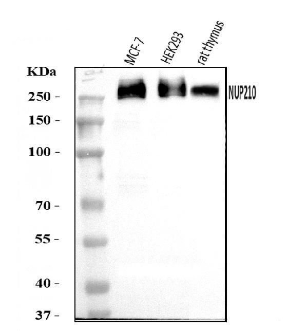 gp210 Antibody in Western Blot (WB)