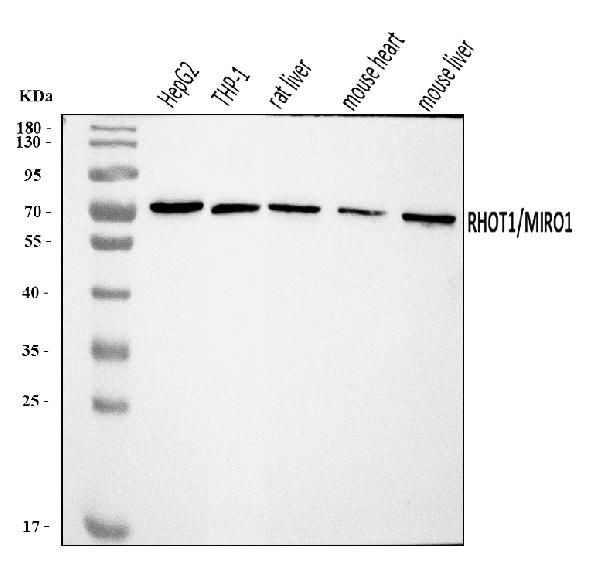 RHOT1 Antibody in Western Blot (WB)