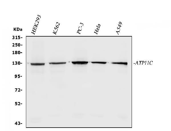 ATP11C Antibody in Western Blot (WB)