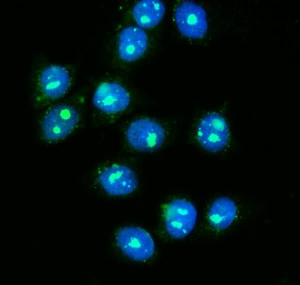 NOLA1 Antibody in Immunocytochemistry (ICC/IF)