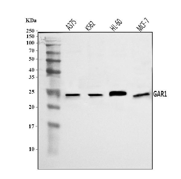 NOLA1 Antibody in Western Blot (WB)
