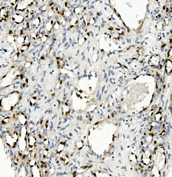 Nova-2 Antibody in Immunohistochemistry (Paraffin) (IHC (P))