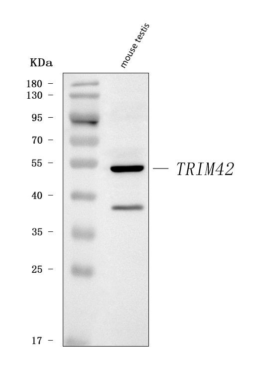 TRIM42 Antibody in Western Blot (WB)