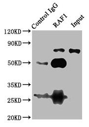 c-Raf Antibody in Immunoprecipitation (IP)
