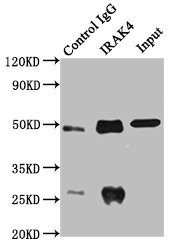 IRAK4 Antibody in Immunoprecipitation (IP)