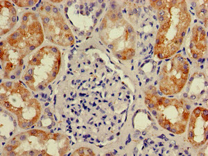 C1orf84 Antibody in Immunohistochemistry (Paraffin) (IHC (P))