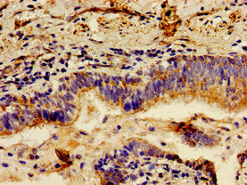 LCT Antibody in Immunohistochemistry (Paraffin) (IHC (P))