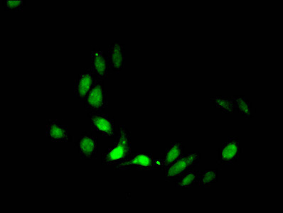 H3S28ac Antibody in Immunocytochemistry (ICC/IF)